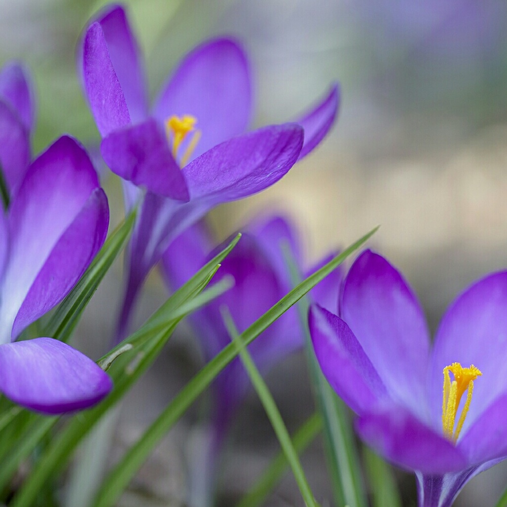 Meet your Posher, Countryfan